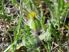 Centaurea benedicta
