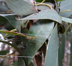 Australomisidia ergandros