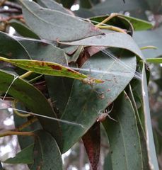 Australomisidia ergandros
