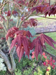 Acer palmatum