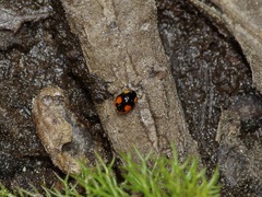 Hyperaspis connectens