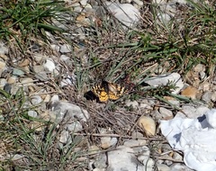 Eurranthis plummistaria