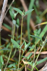 Chenopodium polygonoides