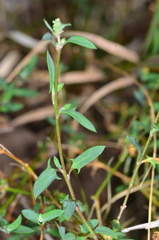 Chenopodium polygonoides
