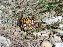 Eurranthis plummistaria