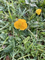 Ranunculus repens