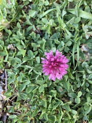 Trifolium pratense