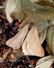 Lignyoptera fumidaria