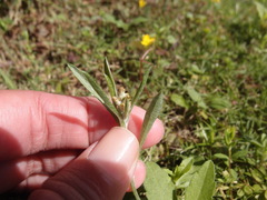 Gamochaeta calviceps