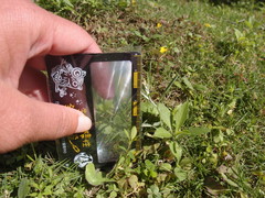 Gamochaeta calviceps