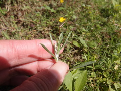 Gamochaeta calviceps