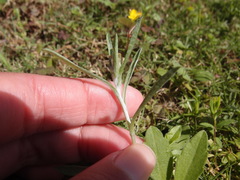 Gamochaeta calviceps