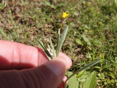 Gamochaeta calviceps