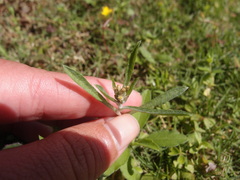 Gamochaeta calviceps