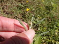 Gamochaeta calviceps