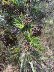 Lyonothamnus floribundus