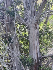 Lyonothamnus floribundus