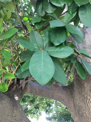 Palaquium formosanum