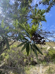 Lyonothamnus floribundus