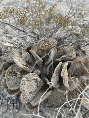Opuntia basilaris