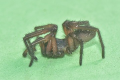 Ancylotrypa