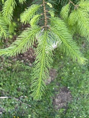 Pinaceae