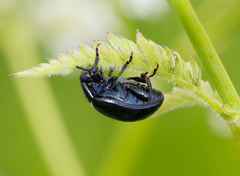 Chrysolina oricalcia