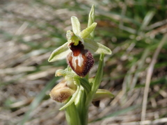 Ophrys sphegodes