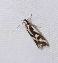 Epithymema incomposita