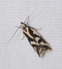 Epithymema incomposita