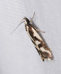 Epithymema incomposita