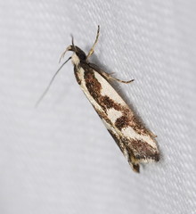 Epithymema incomposita