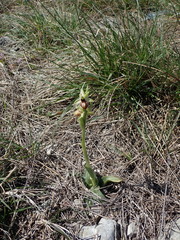 Ophrys sphegodes