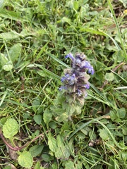 Ajuga reptans