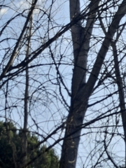 Certhia brachydactyla