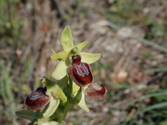 Ophrys sphegodes