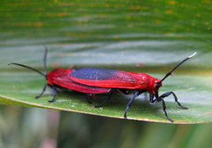 Phauda flammans