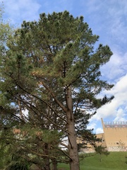 Pinus