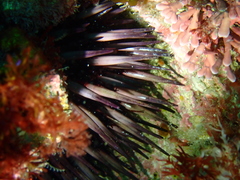 Echinometra mathaei