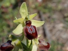 Ophrys sphegodes