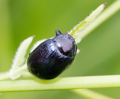 Chrysolina oricalcia