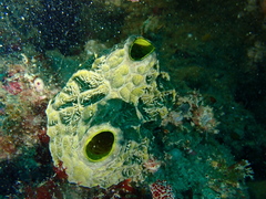 Polydorella