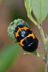Choerocoris grossi