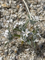 Loeseliastrum schottii