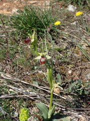 Ophrys sphegodes