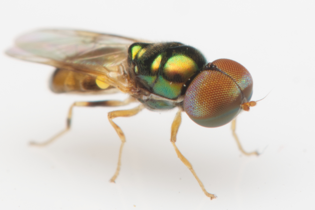 Soldier fly