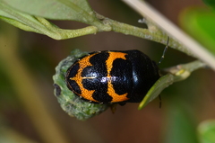 Choerocoris grossi