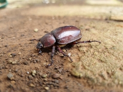 Xylotrupes gideon gideon