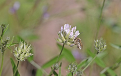 Eucera gracilipes
