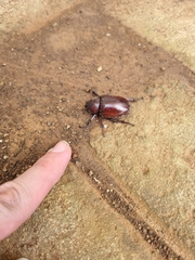 Xylotrupes gideon gideon